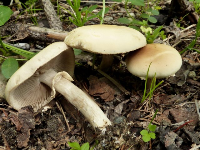 Agrocybe praecox, Früher Ackerling